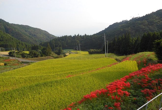 佐賀の農業・田畑